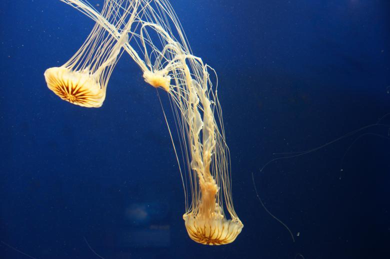 Free stock image of Jellyfish created by Jon Estes