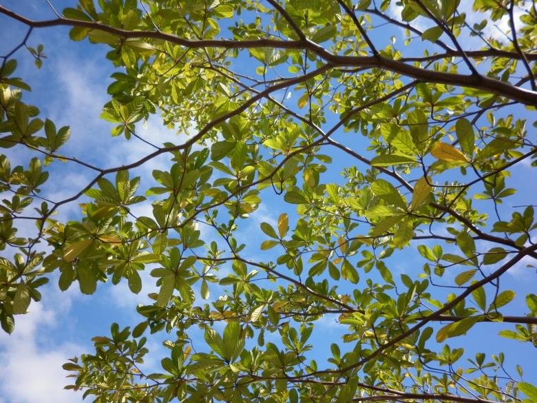 Free stock image of Tree created by Alejandro Bermudez
