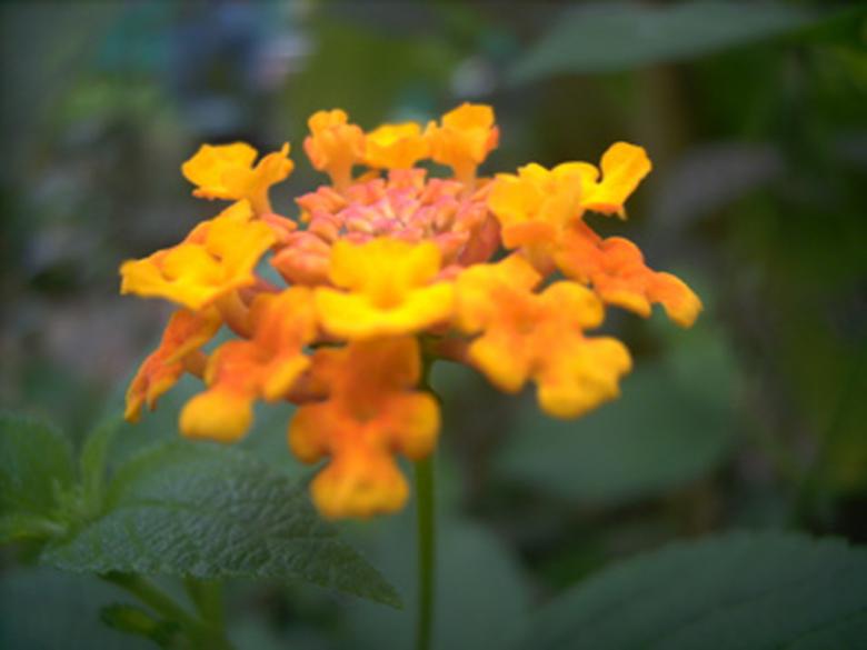 Free stock image of Orange flower created by Stéphanie Ghesquier