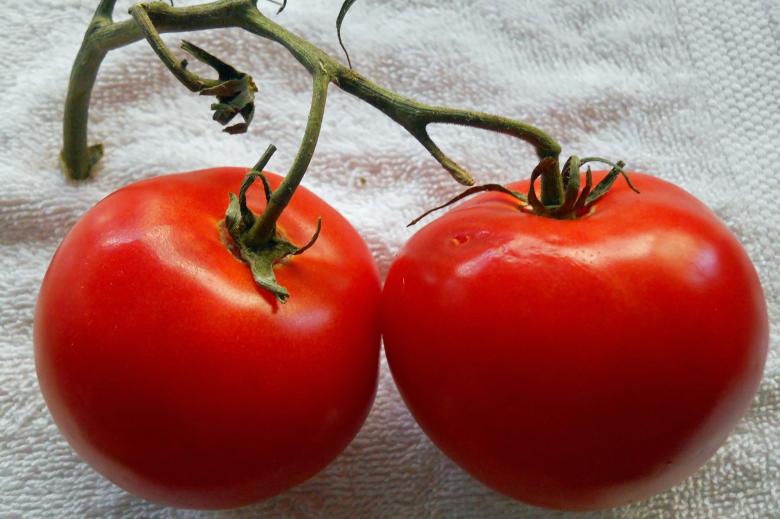 Free stock image of Two juicy tomatoes created by todd amen