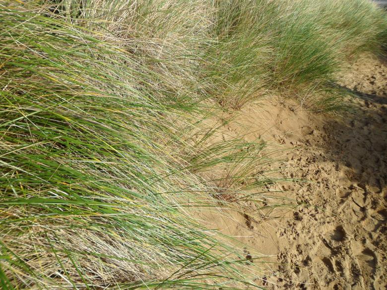 Free stock image of Beach 29 created by Georgina DeBurca