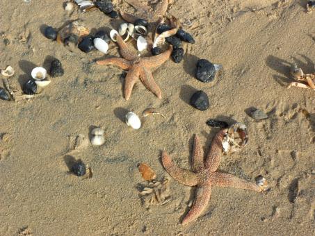 Beach 23 - Free Stock Photo