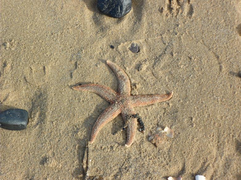 Free stock image of Beach 22 created by Georgina DeBurca