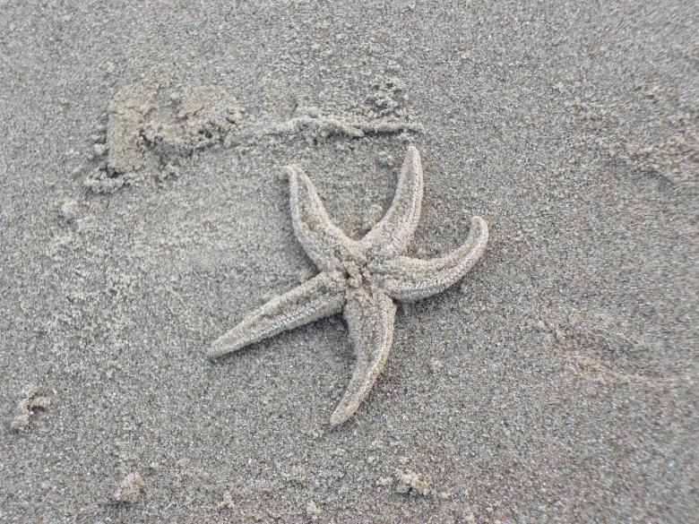 Free stock image of Beach 19 created by Georgina DeBurca
