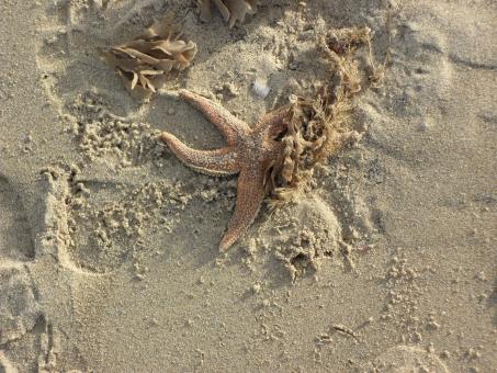 Beach 2 - Free Stock Photo