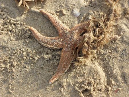 Beach 1 - Free Stock Photo