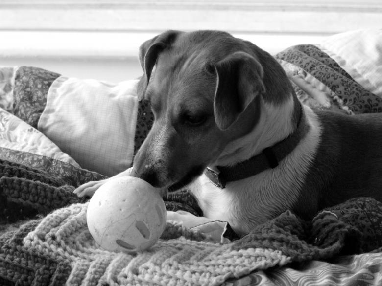 Free stock image of Jack Russell created by Brian Norcross