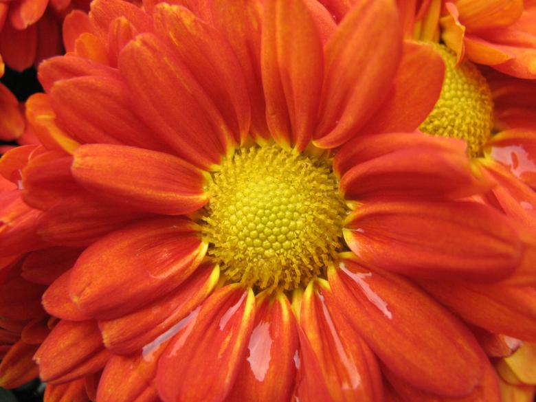 Free stock image of Red and Yellow Flower created by Saiyed Sajjad Imam Abidi