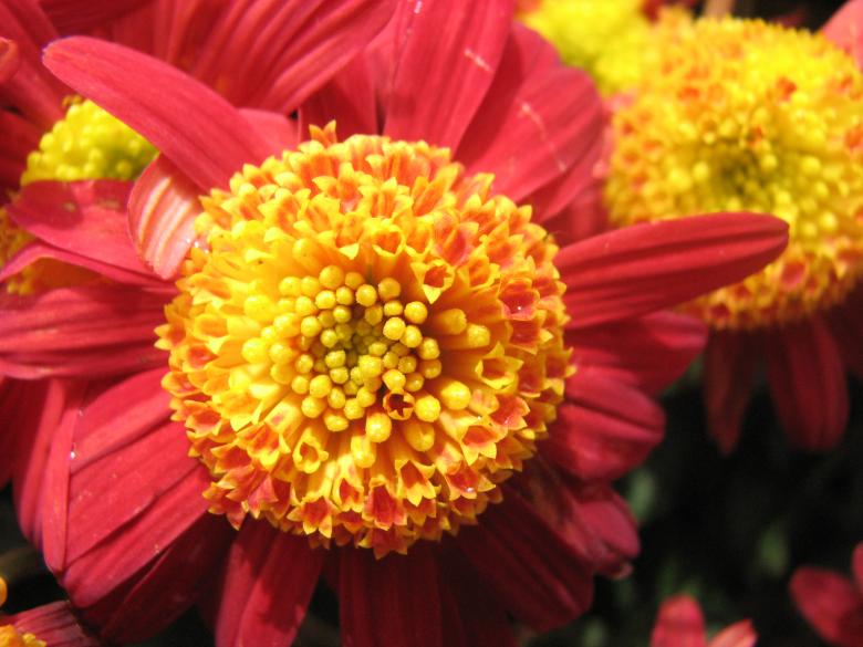 Free stock image of Red and Yellow Flowers created by Saiyed Sajjad Imam Abidi