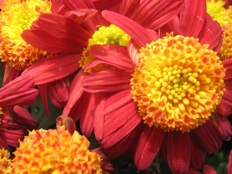 Free stock image of Red and Yellow Flowers created by Saiyed Sajjad Imam Abidi