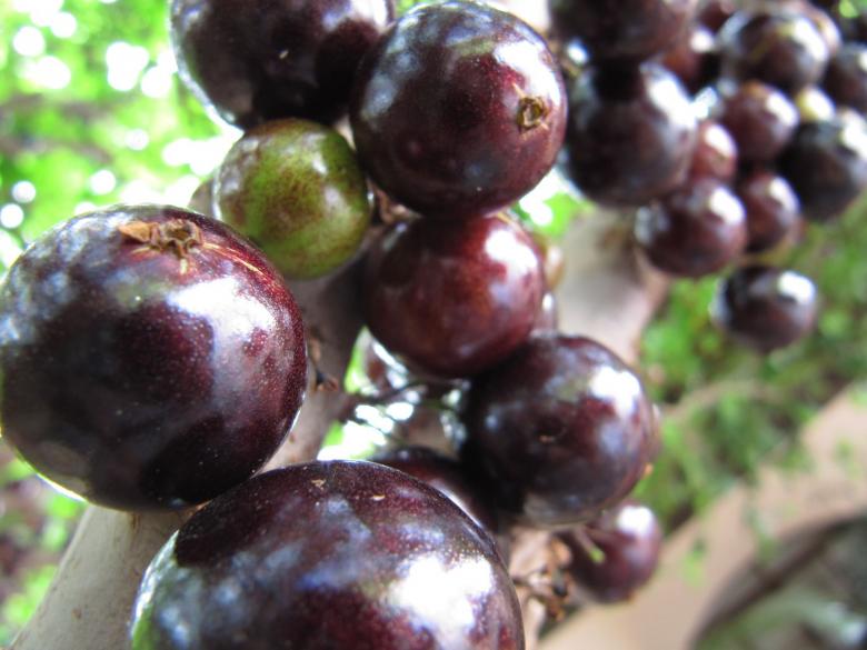 Free stock image of Jabuticaba created by Rhonise Donner