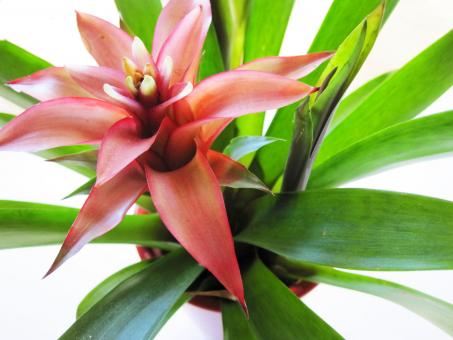 Pink flower - Free Stock Photo