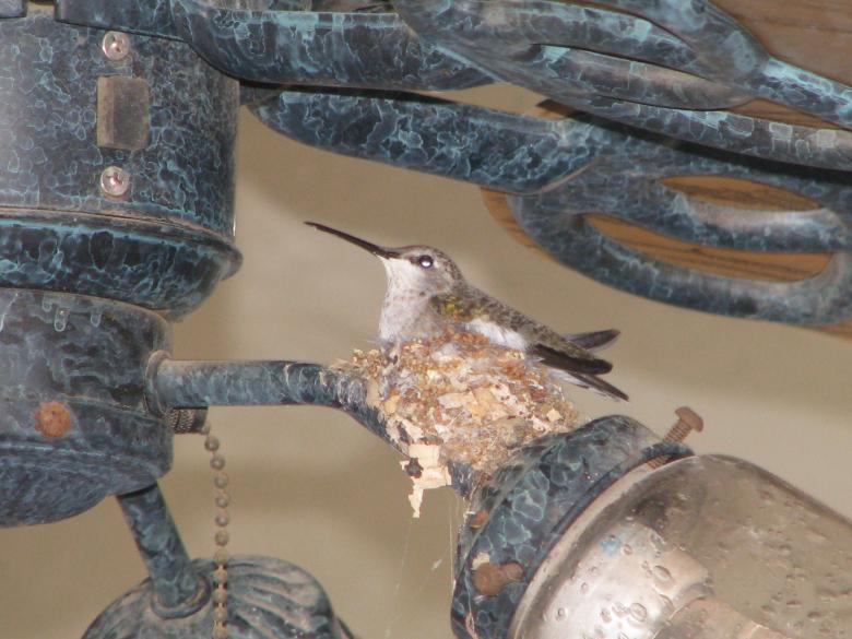 Free stock image of Hummingbird created by Richard Arreguin