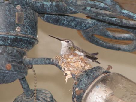 Hummingbird - Free Stock Photo