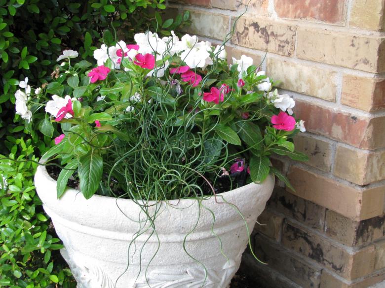 Free stock image of Potted Plants created by Richard Arreguin