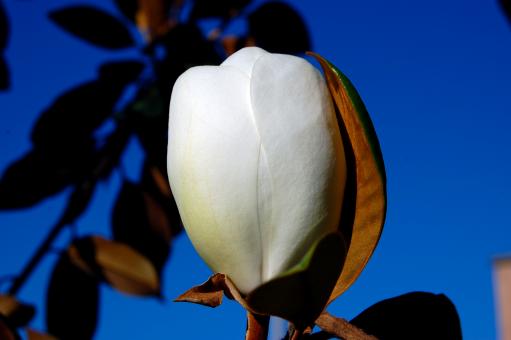 Free Stock Photo of White Flower