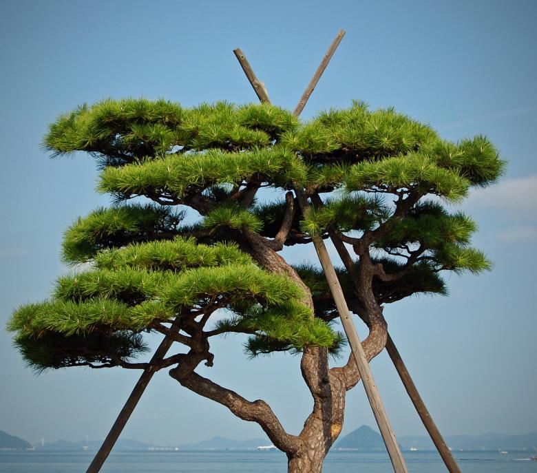 Free stock image of Tree created by Adam Garza