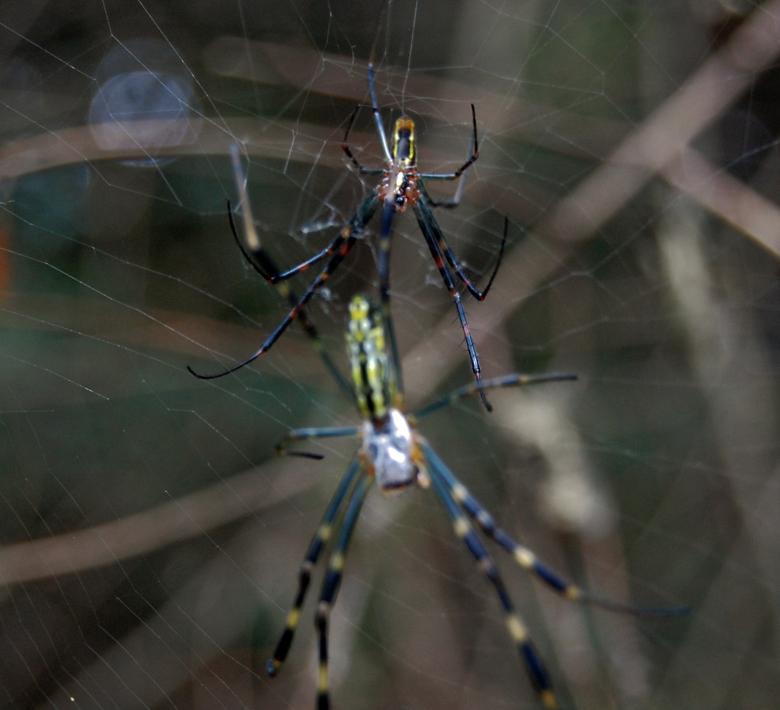 Free stock image of Spiders created by Adam Garza