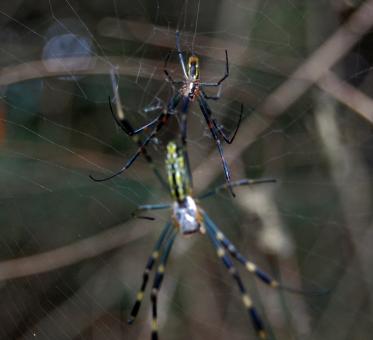 Spiders