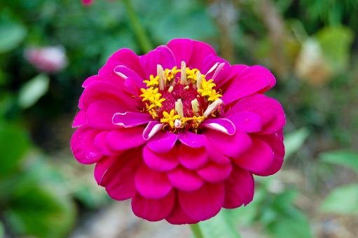 Pink Flower
