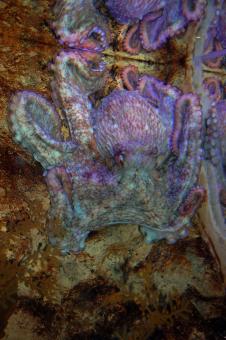 Octopus - Free Stock Photo