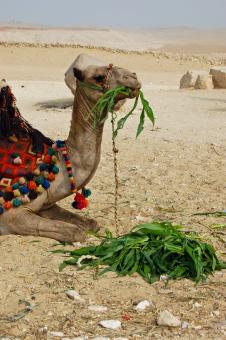 Camel - Free Stock Photo