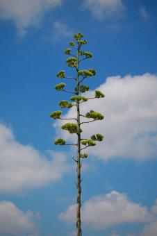 Single Tree - Free Stock Photo