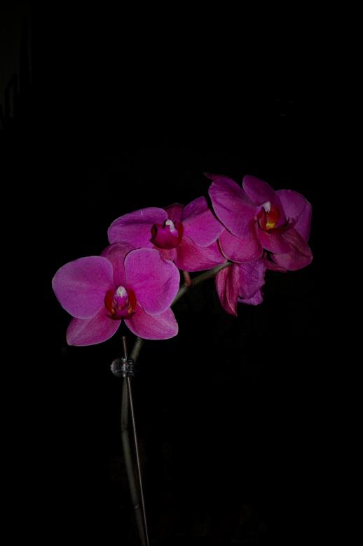 Free stock image of Pink flowers created by Adam Garza