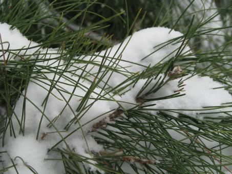 Snow Covered Pine - Free Stock Photo