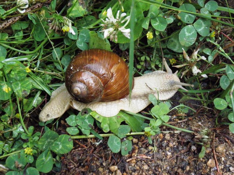 Free stock image of Snail on the grass created by Yuliy Ganev