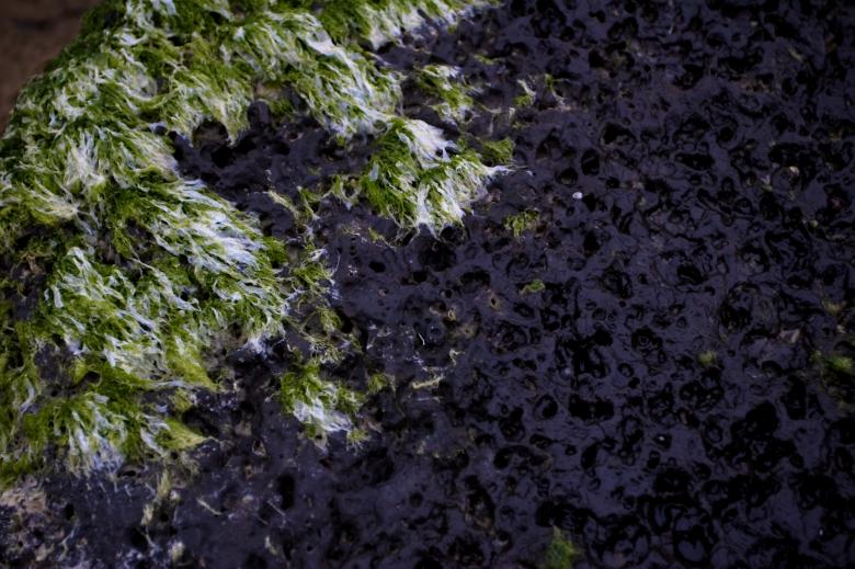 Free stock image of Seeweed on Rock Texture created by Bjorgvin