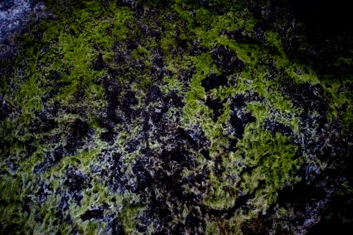 Free Stock Photo of Green Seeweed Texture
