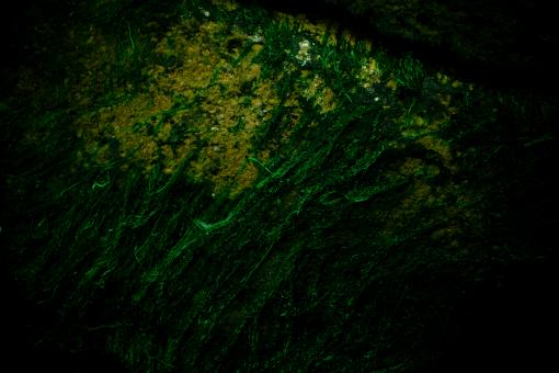 Free Stock Photo of Green Growth Texture