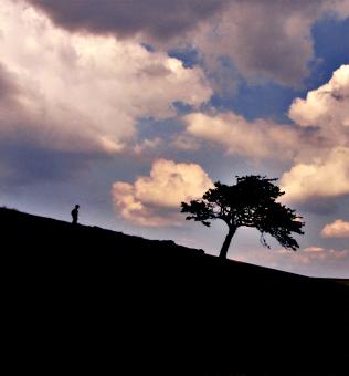 Hiker & Tree - Free Stock Photo