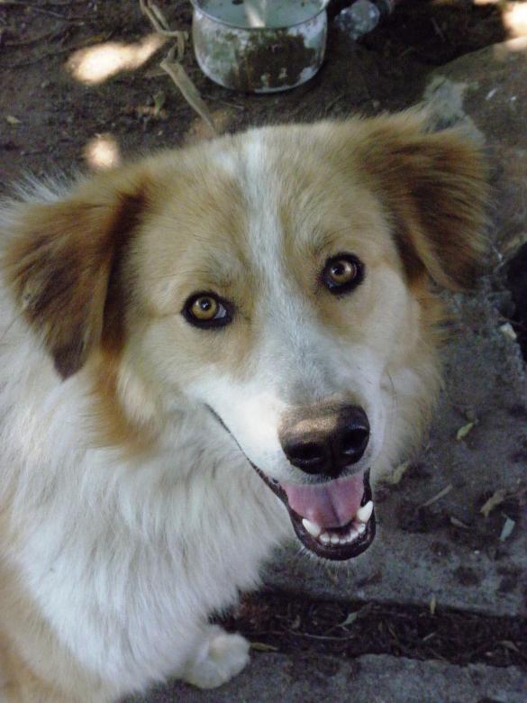 Free stock image of Good dog created by Yuliy Ganev