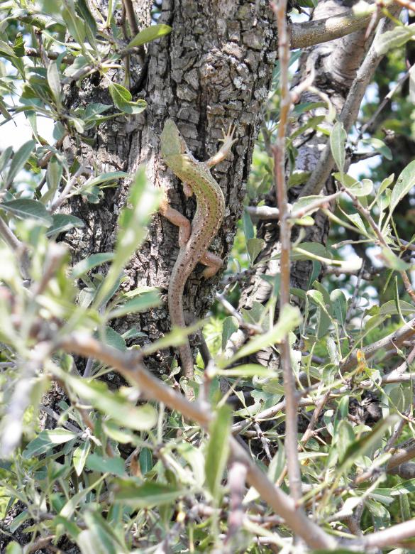 Free stock image of Green lizard created by Yuliy Ganev