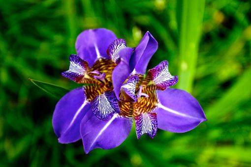 Zenns Flowers - Free Stock Photo