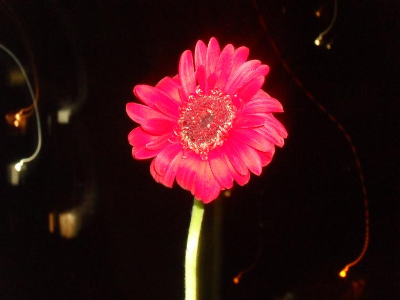 Free stock image of Pink Flower created by Sofia