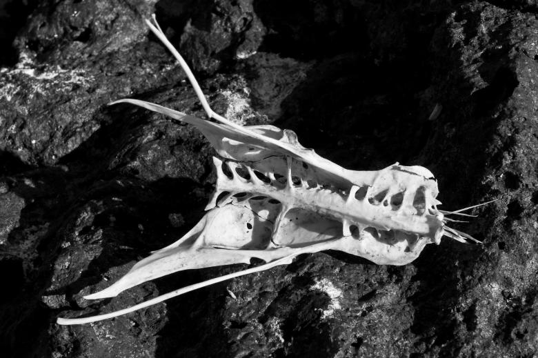 Free stock image of Bird Skull created by Bjorgvin