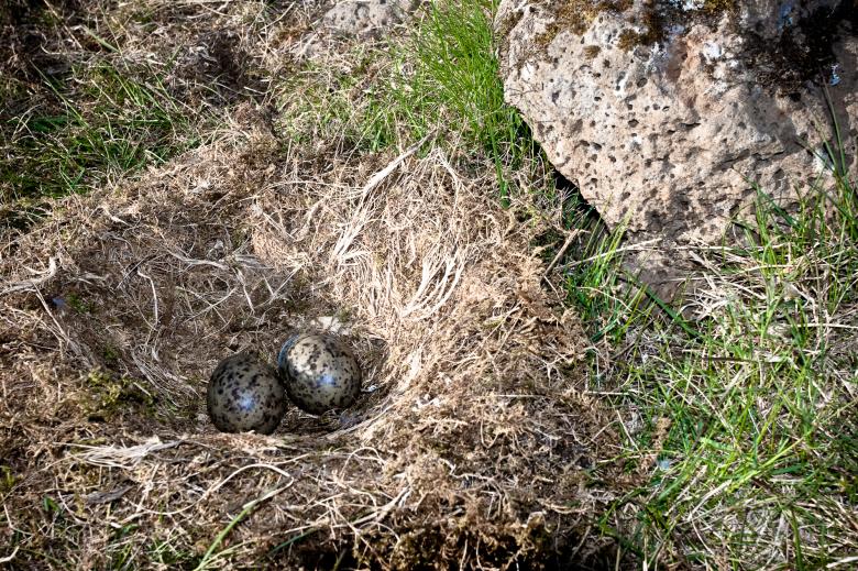 Free stock image of Nest with eggs created by Bjorgvin