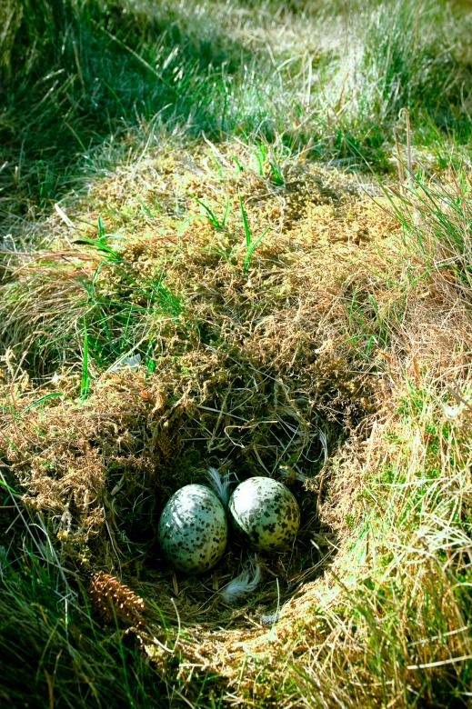 Free stock image of Nest with eggs created by Bjorgvin