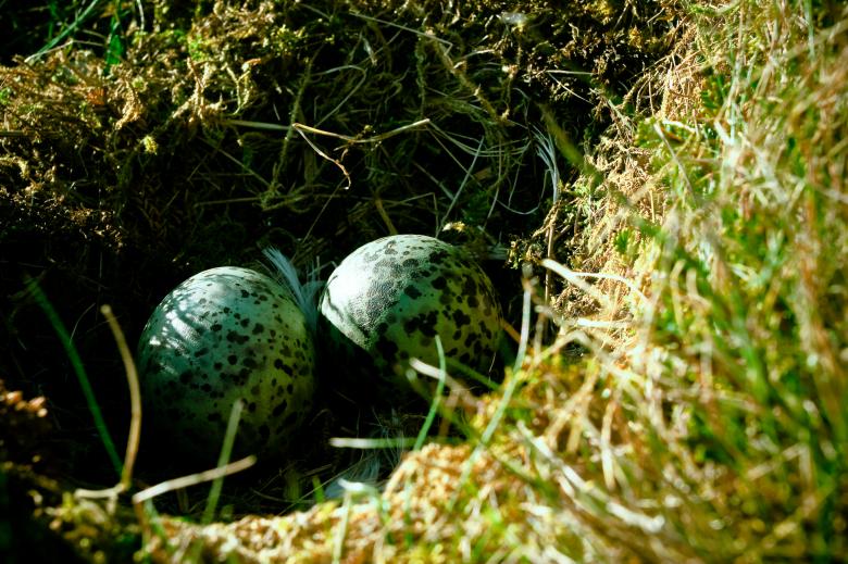 Free stock image of Nest with eggs created by Bjorgvin