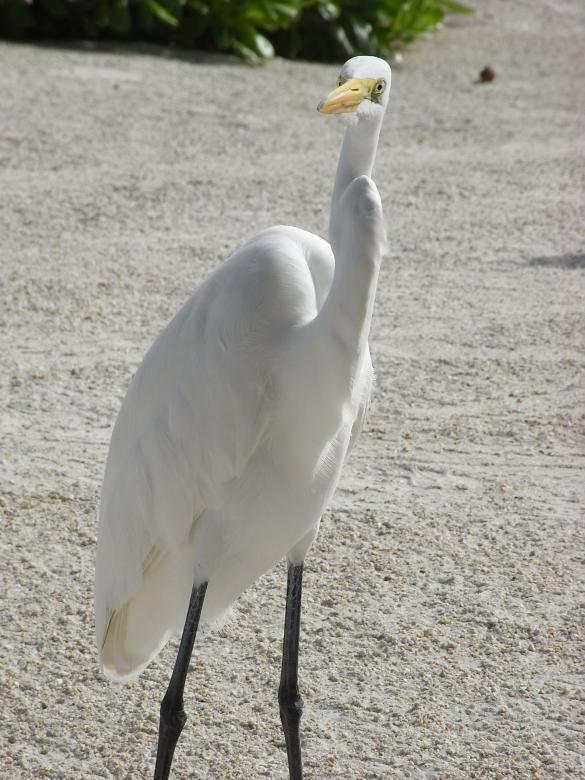 Free stock image of Egret created by Jackie Skeate