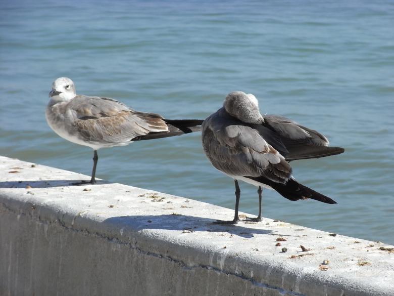 Free stock image of Seagulls created by Jackie Skeate
