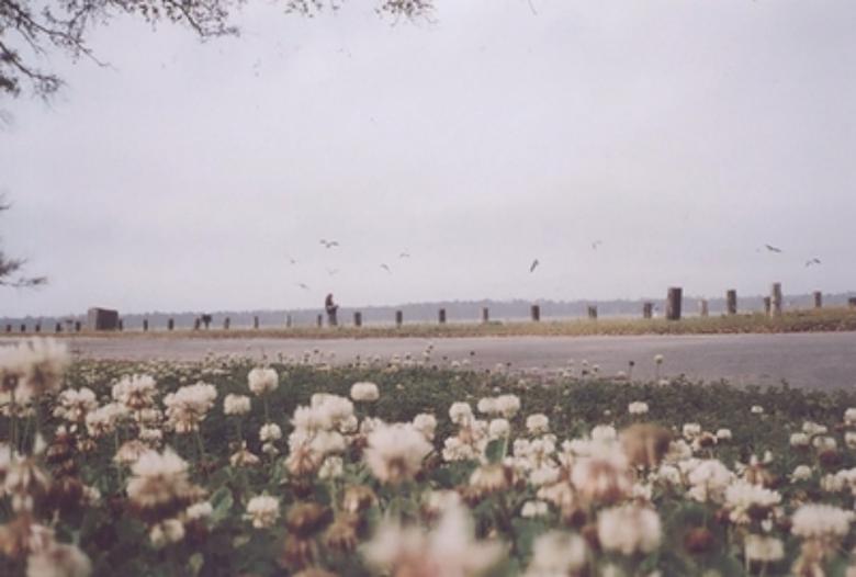 Free stock image of Field created by Dasha