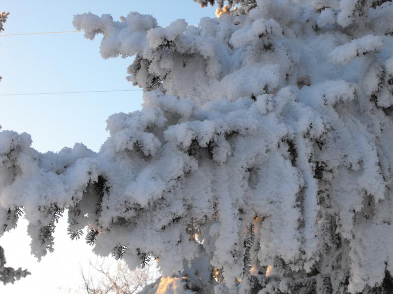 Free stock image of Frosted Tree created by Kyla M