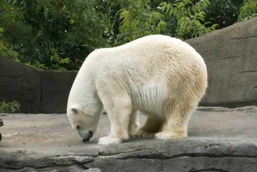 Polar Bear  - Free Stock Photo