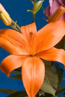 Orange Flower - Free Stock Photo