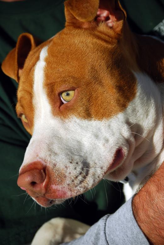Free stock image of Dog created by Peter Tompkins