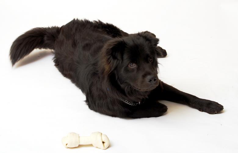 Free stock image of Black dog created by Peter Tompkins